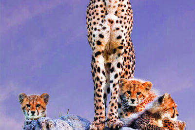 Cheetah with Cubs by Arun Mohanraj