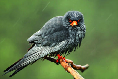 Red Footed Falcon in Rain by Mick Books