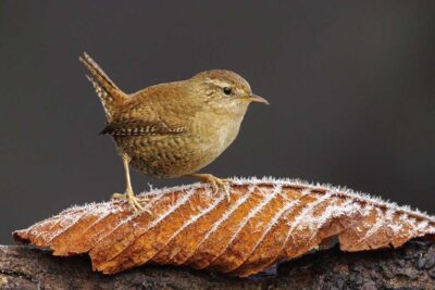 Wren with a Touch of Frost by John Barlow
