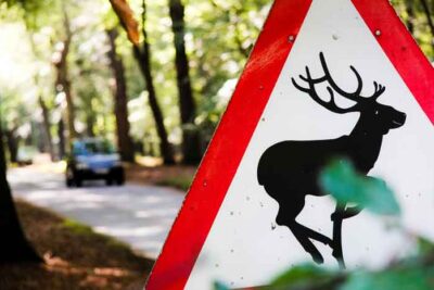 warning deer