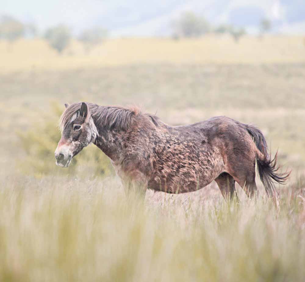Equine photographer