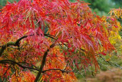 What to plant in autumn