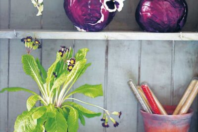 How to make a cabbage vase