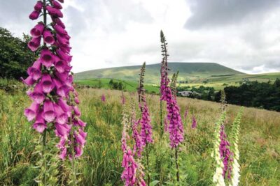 Pendle Hill walk