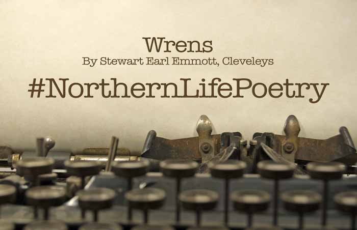 poetry Wrens