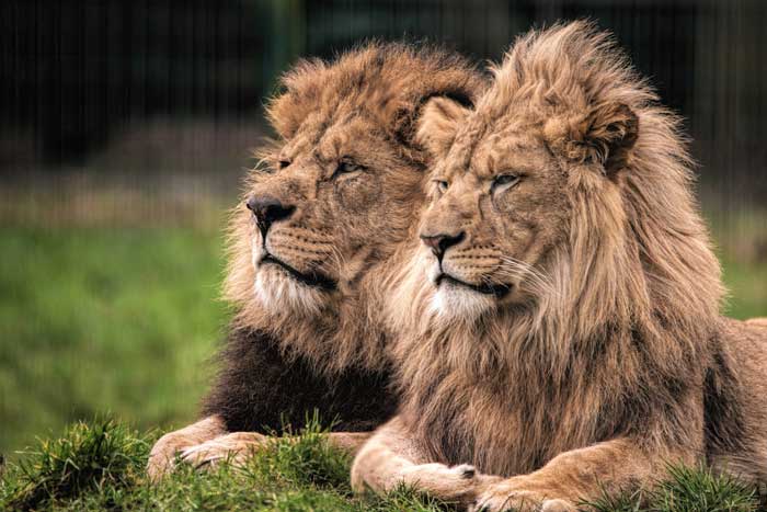 Wallace and Khari the African Lions