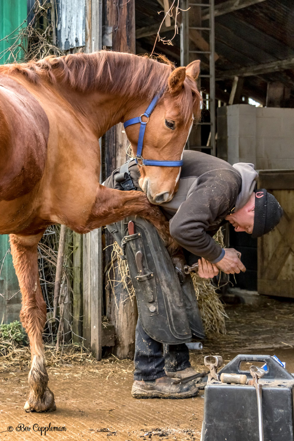 Mr Fox and Ivor the Farrier by Bev Cappleman