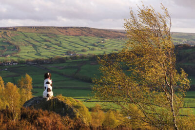 Andrew Whitham - bond between dog and owner