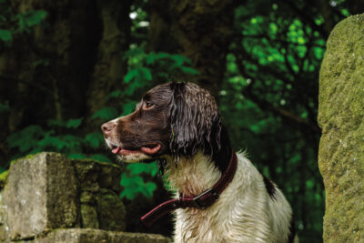 Andrew Whitham - bond between dog and owner