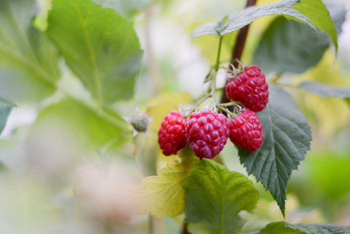 Top Allotment Tips For Newbies How To Master The Art Of Growing Your Own