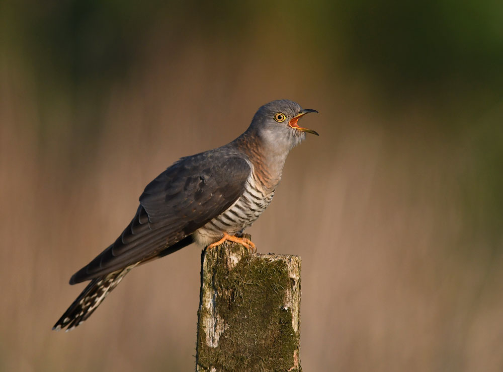 Cuckoo by Keith Bannister from Burnley
