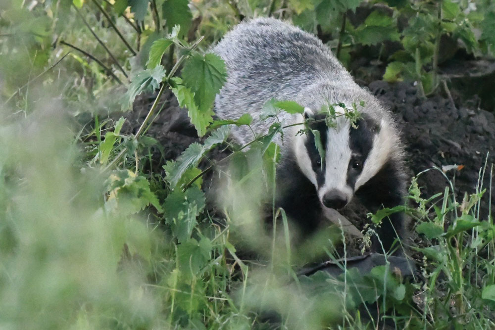 Badger, David Cozens from Manchester