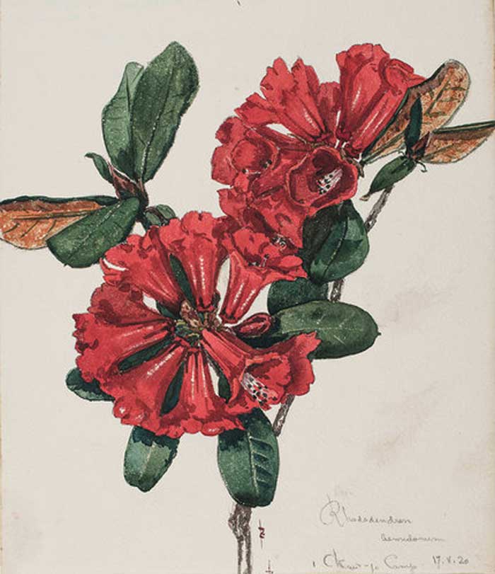 Reginald Farrer’s drawing of a rhododendron