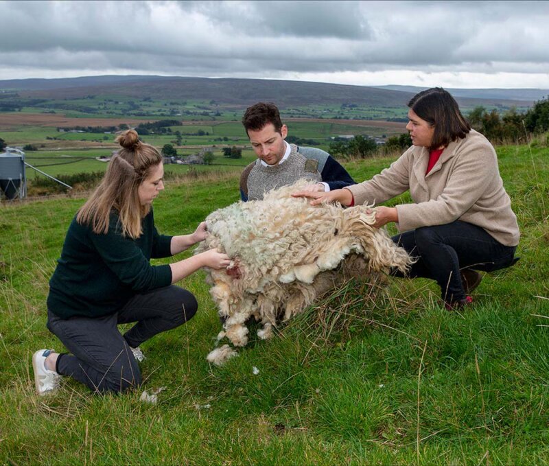 'Farm to yarn' project aims to help stop Dales wool being sent to landfill