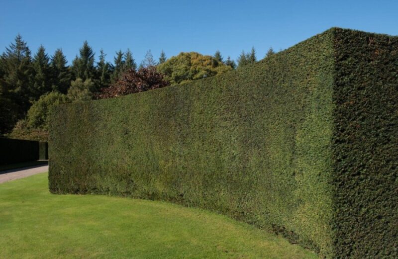 What Are The Best Hedge Plants For Low Maintenance? • Northern Life