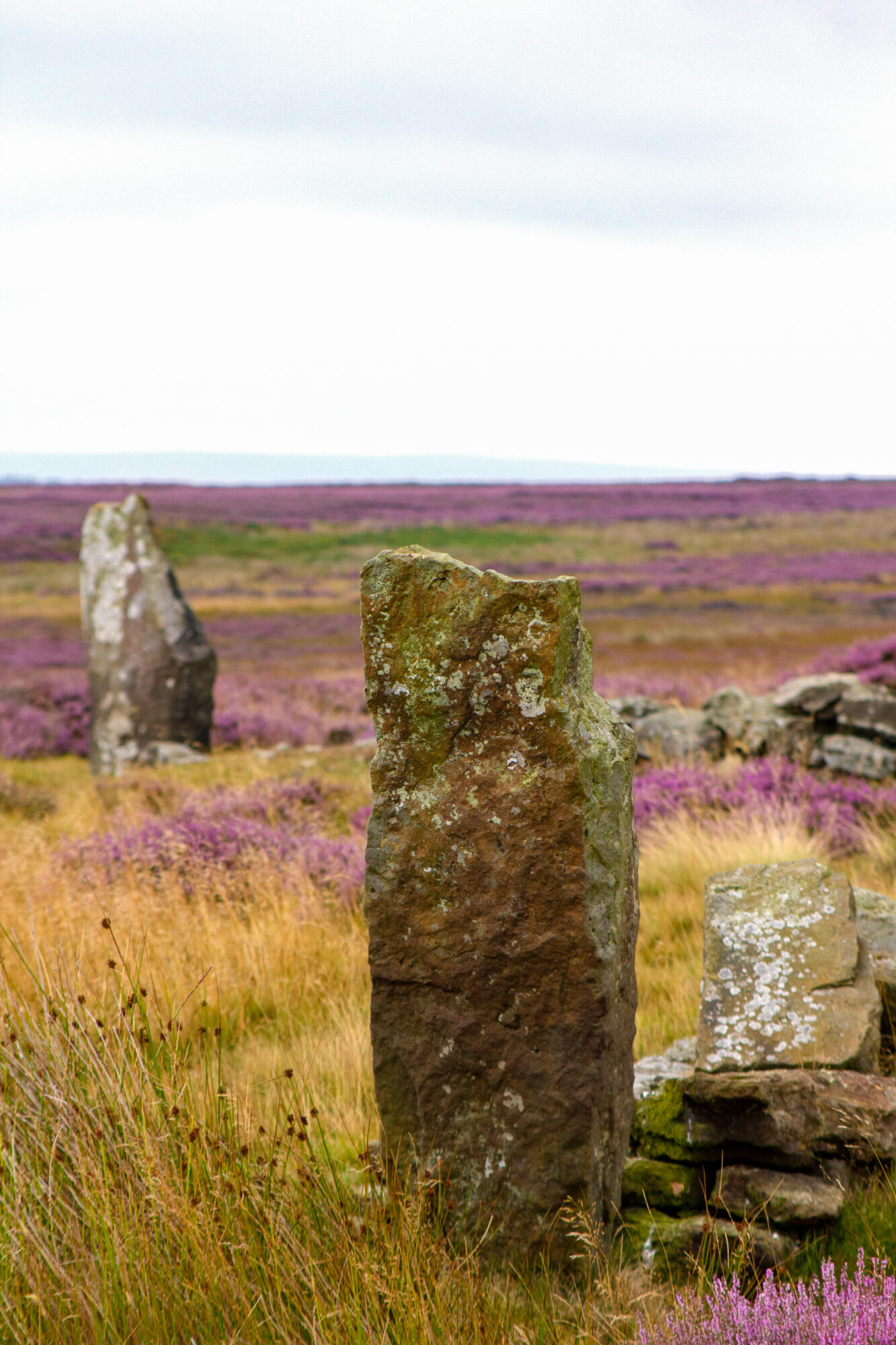 Wild Guide to Yorkshire