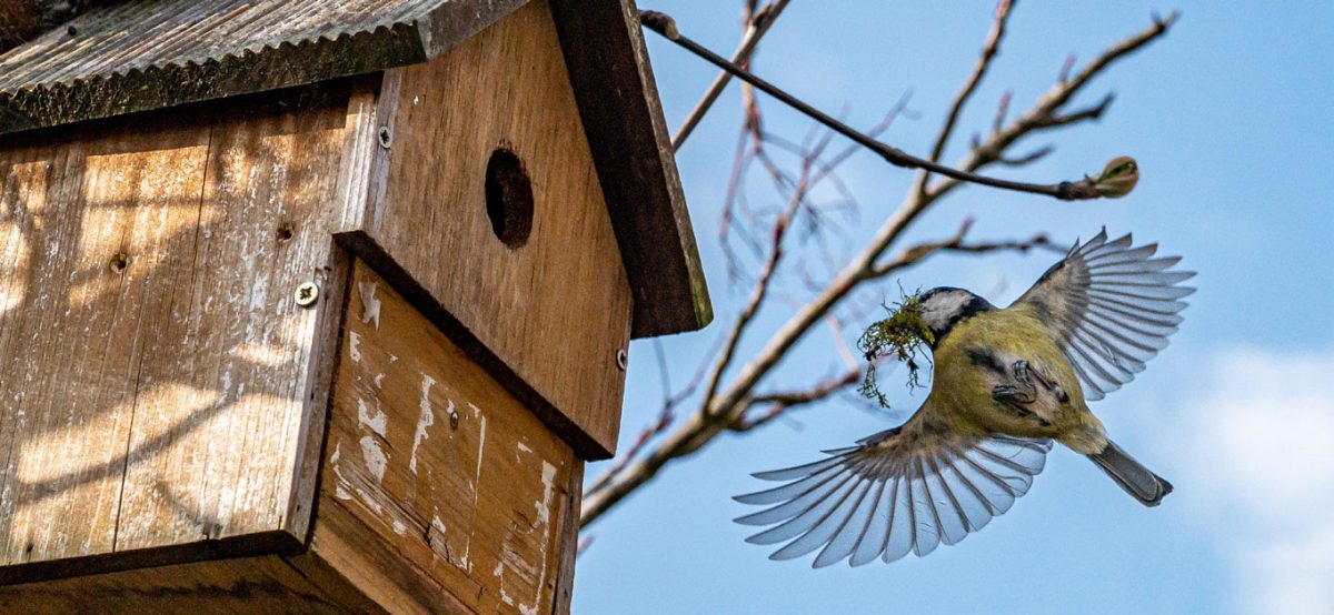 Bringing Birds to Your Garden • Northern Life