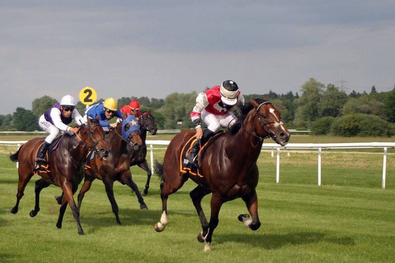 horses galloping in a horse race