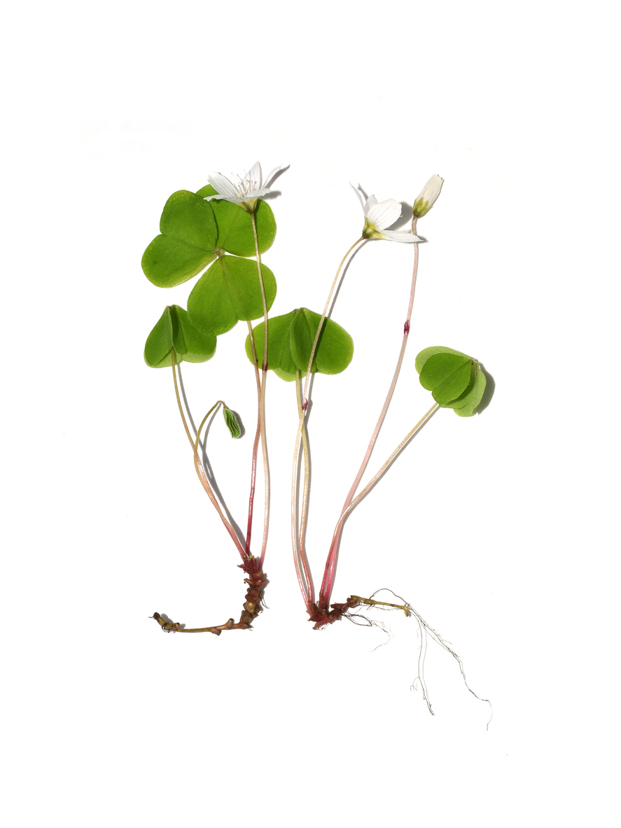 Wood Sorrel - late autumn foraging 