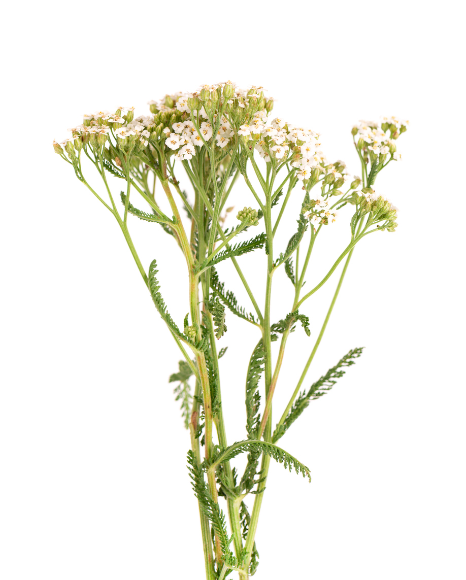 Yarrow - late autumn foraging