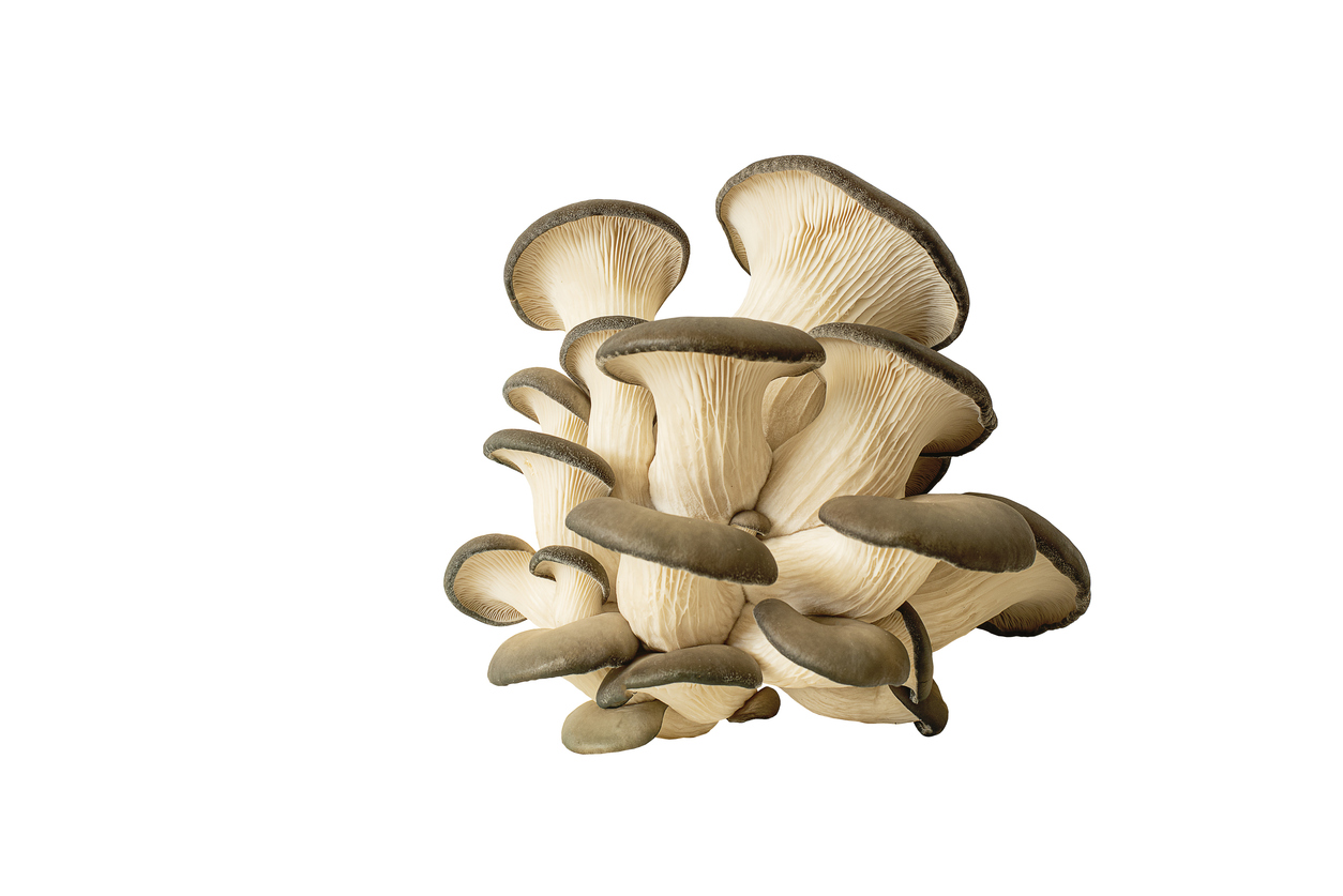 Oyster Mushrooms - late autumn mushrooms