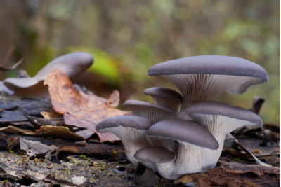 Foraging Oyster Mushrooms in late autumn