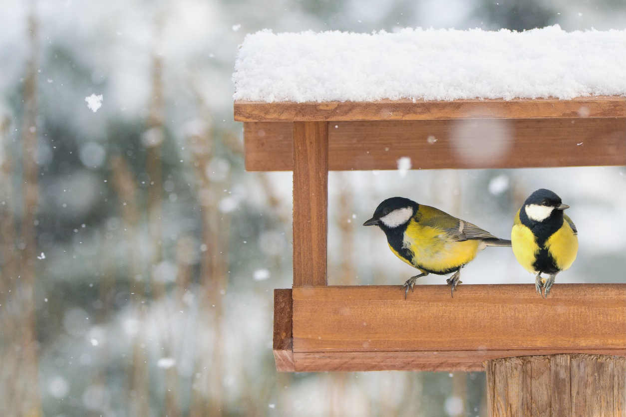 Birdfeeder in winter garden