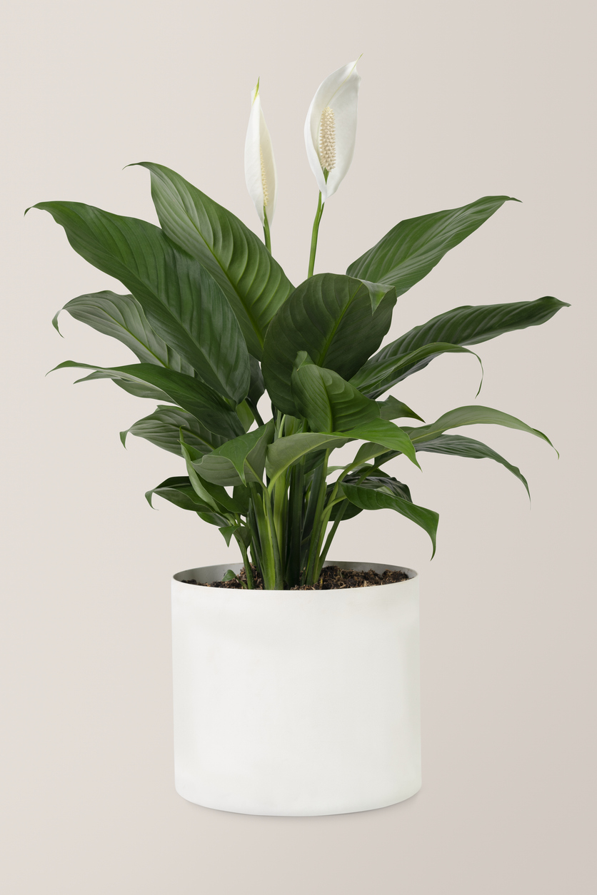 Peace Lilies can help fight mould