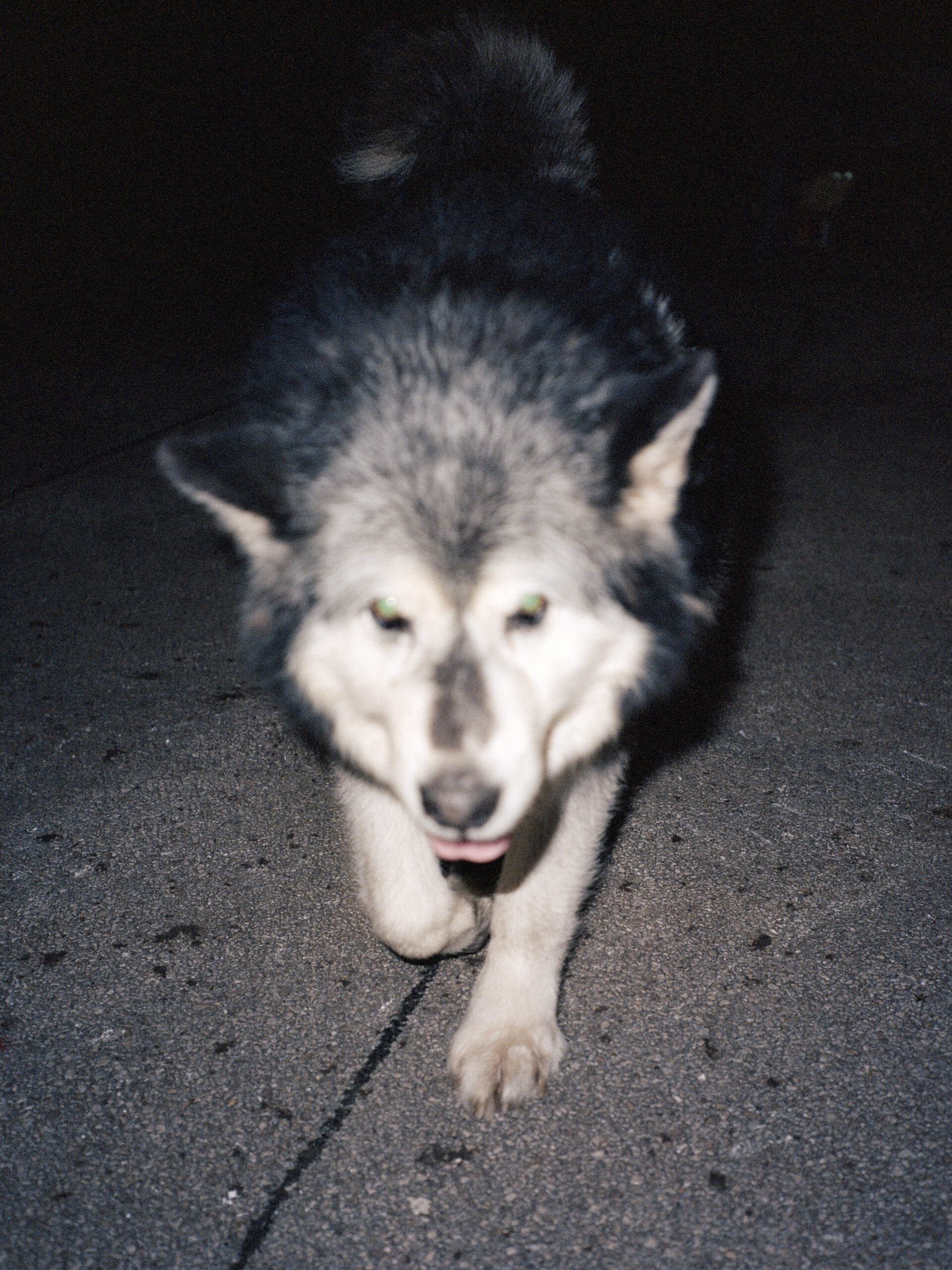 Star the circus dog by Keiran Perry