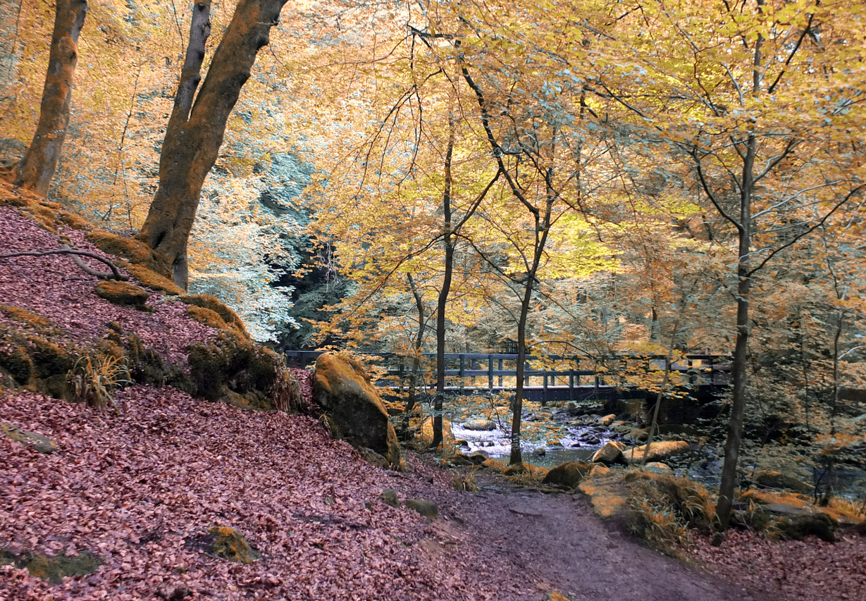 Hardcastle Crags wooded path