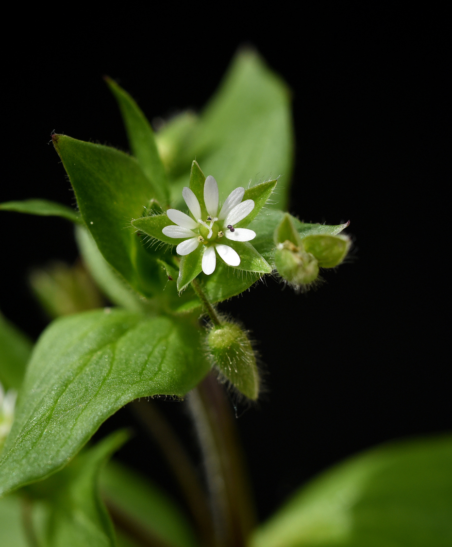 Chickweed