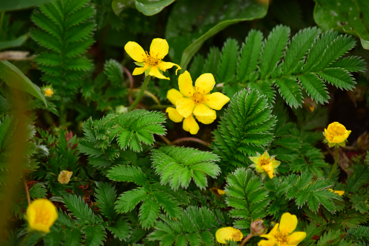 Silverweed