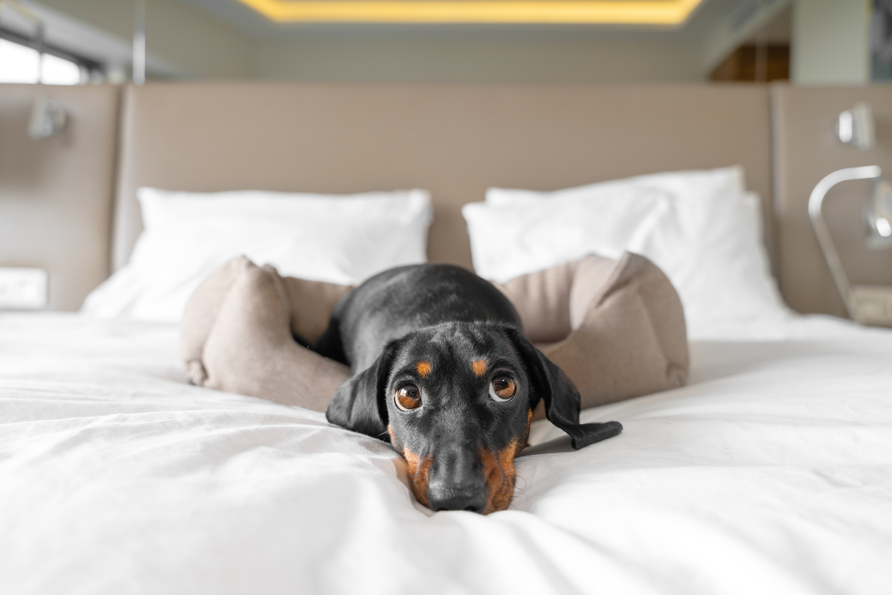 Dog-friendly hotel
