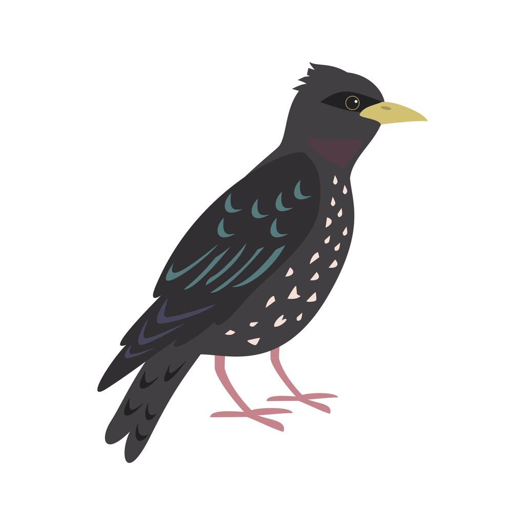 Starling