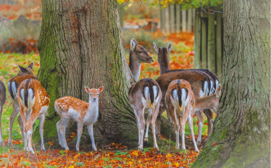 OOH DEER! • JASON LEE HUDSON