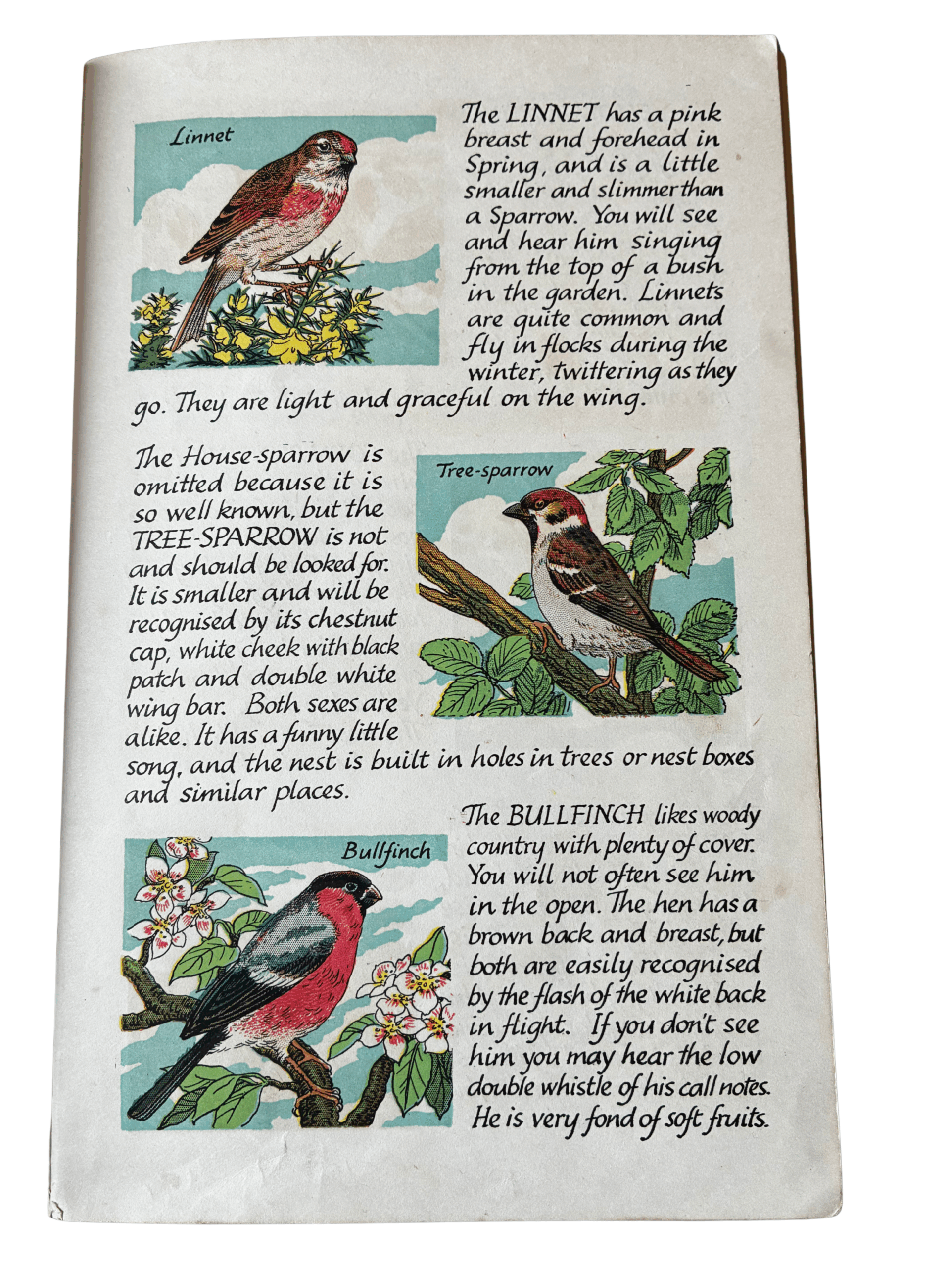 The Bullfinch illustrated in Geoff’s Book of British Birds