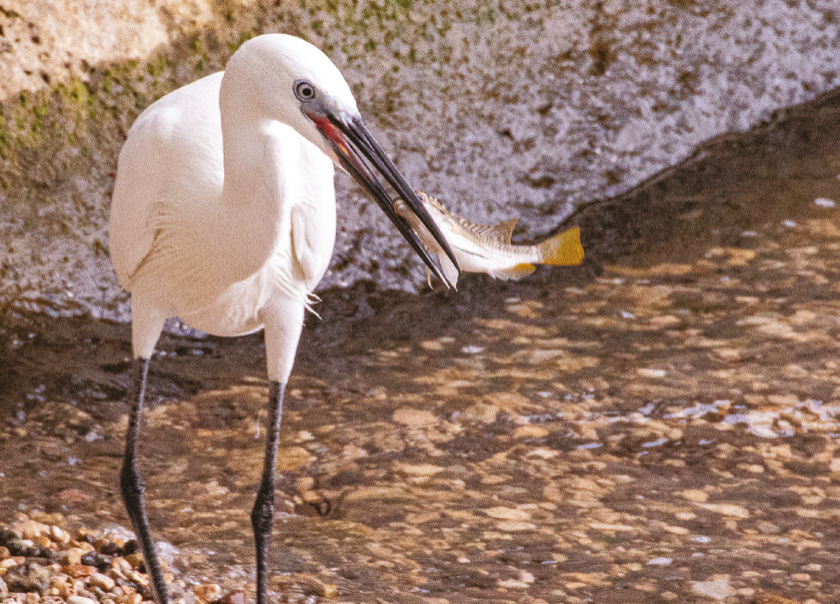 Egret