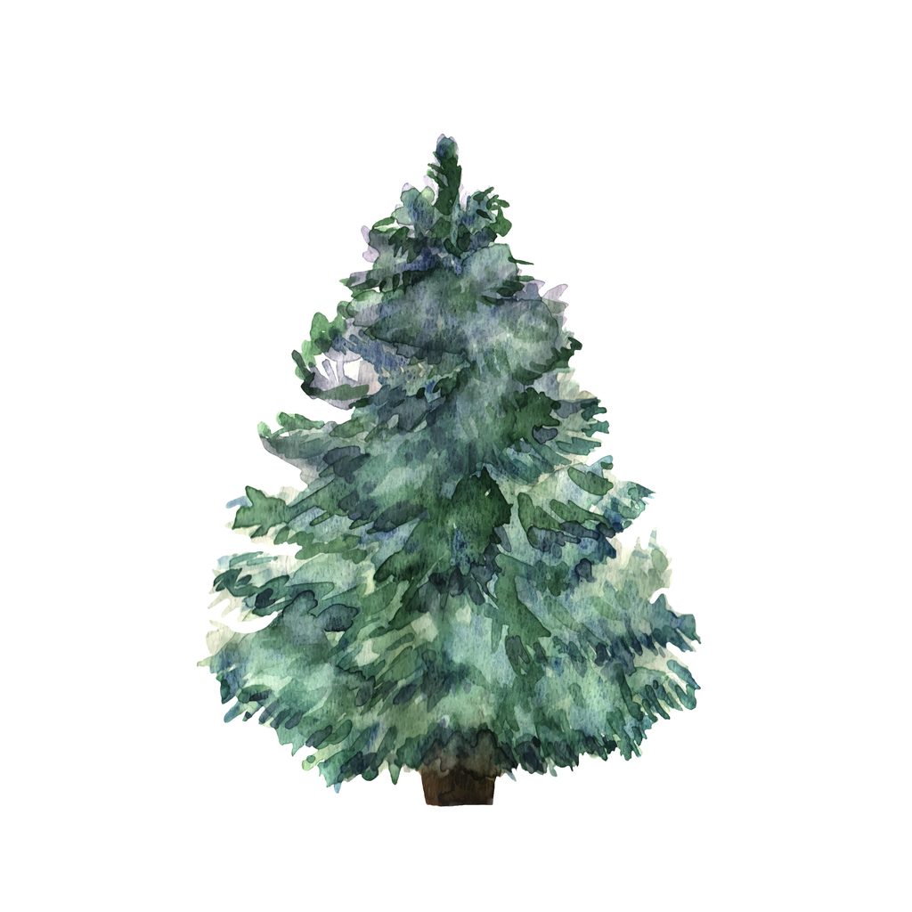 Nordmann Fir  