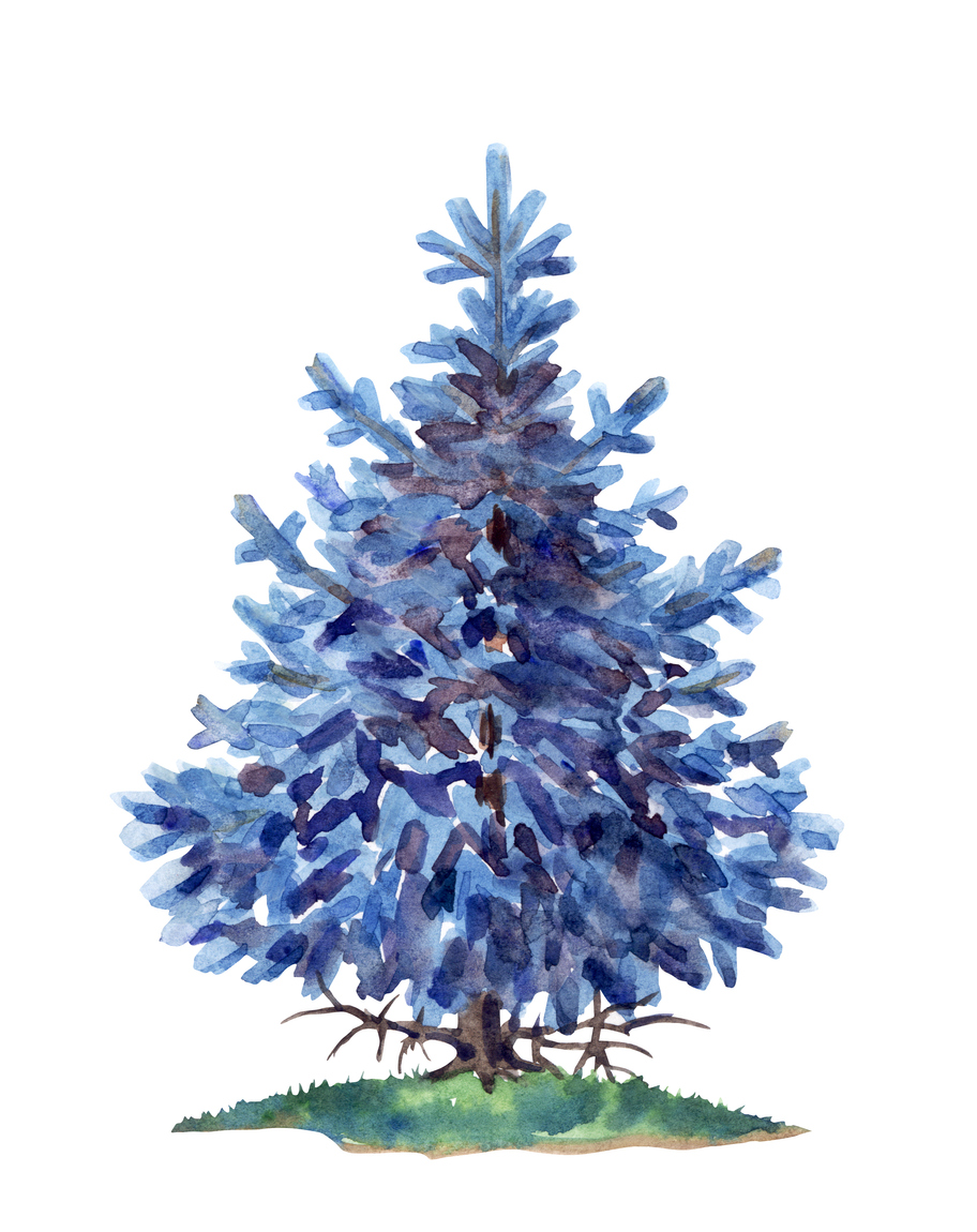 Blue Spruce 
