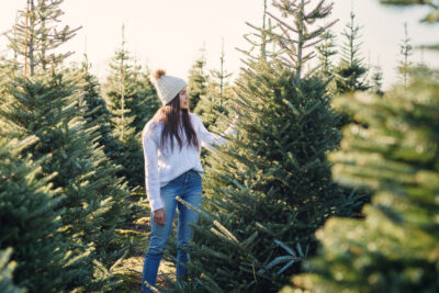 How to Pick the Perfect Christmas Tree