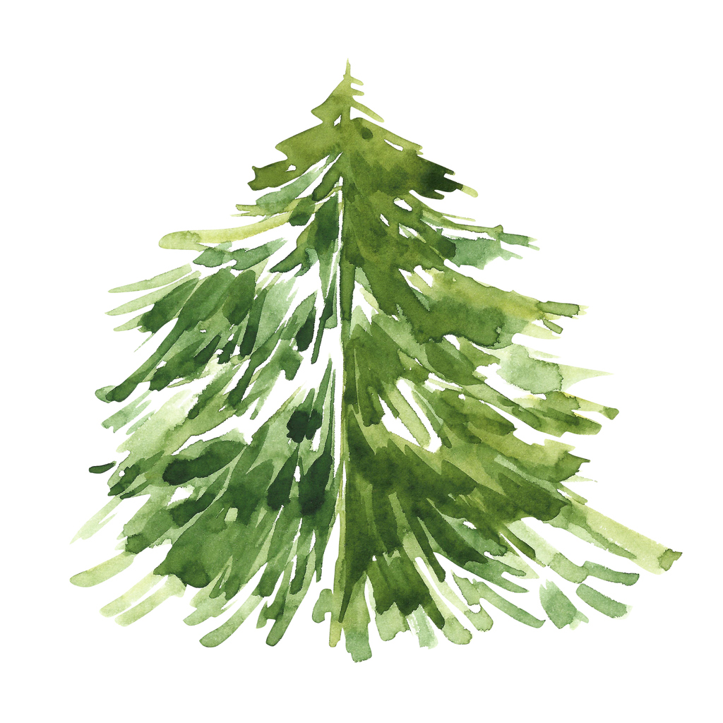 Fraser Fir 