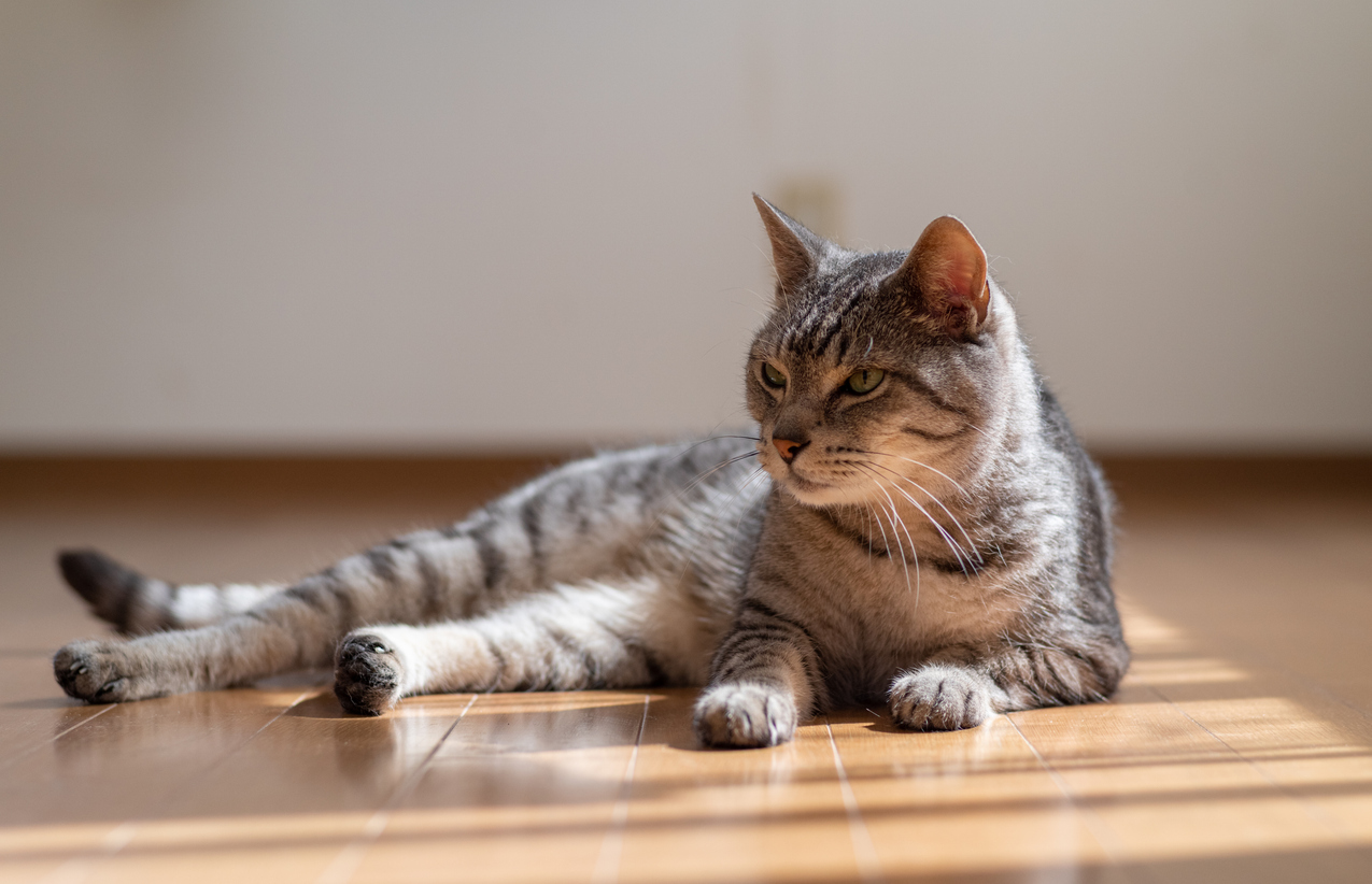 cat on laminate flooring