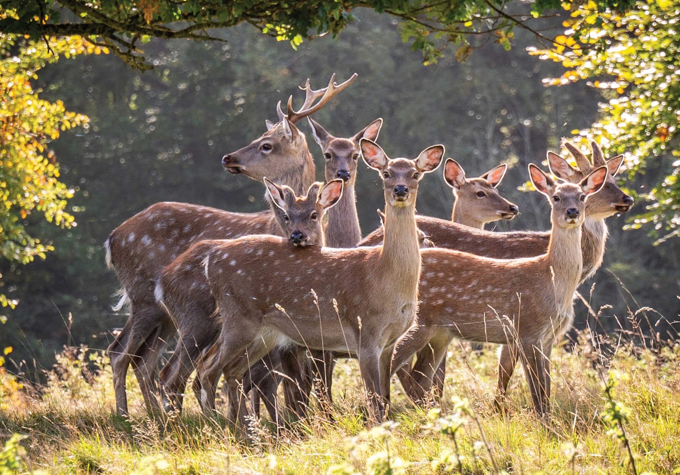 Herd of Deer by Mike Smith