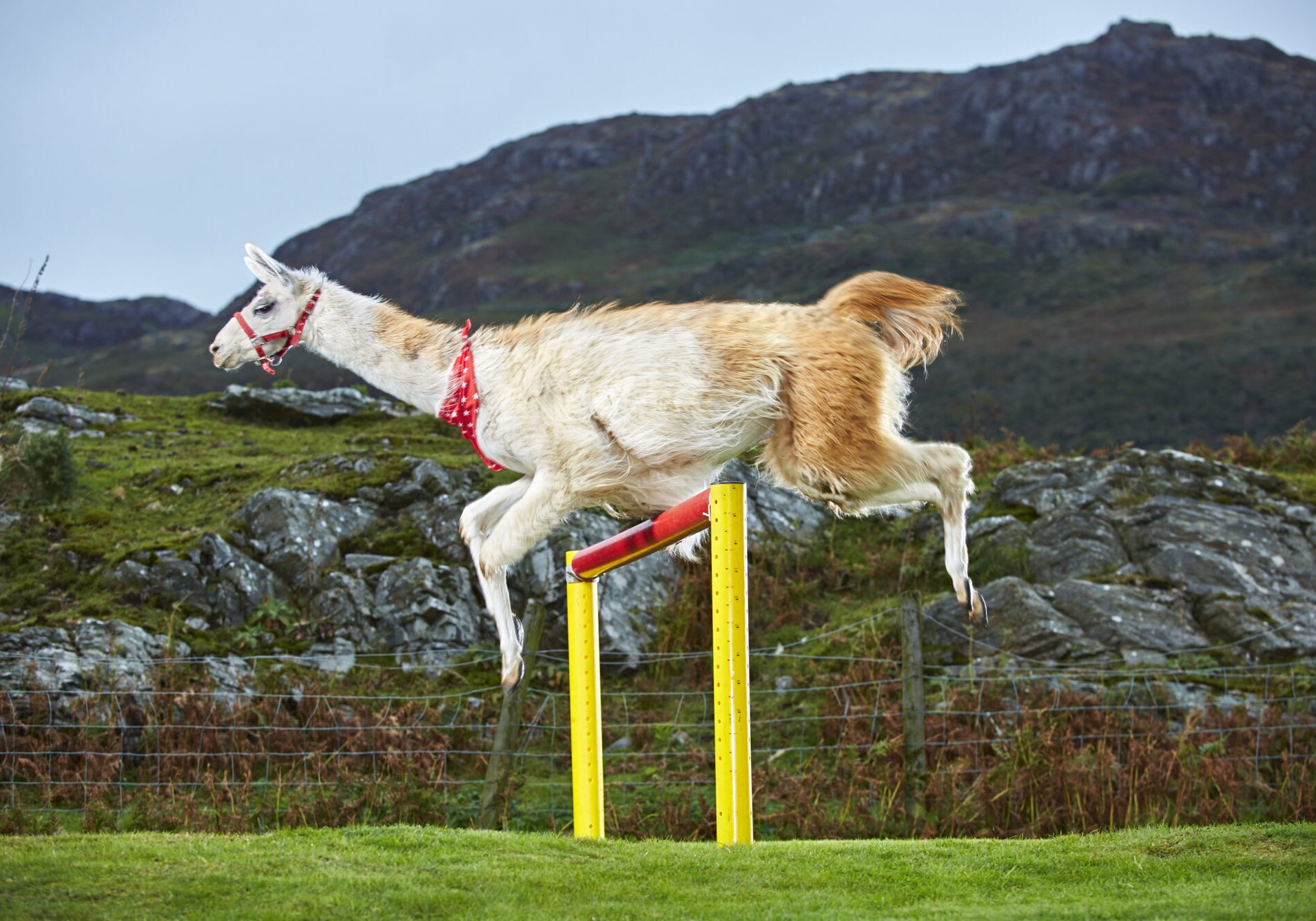 Caspa - Highest Jump By A Llama
Guinness World Records 2016
Photo Credit: Paul Michael Hughes/Guinness  World Records
Location:  Porthmadog, Wales