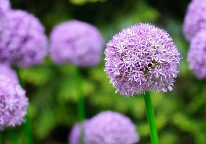 Alliums