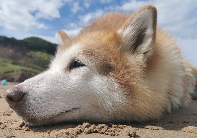 Bella Sunshine and the beach. Wil Valovin