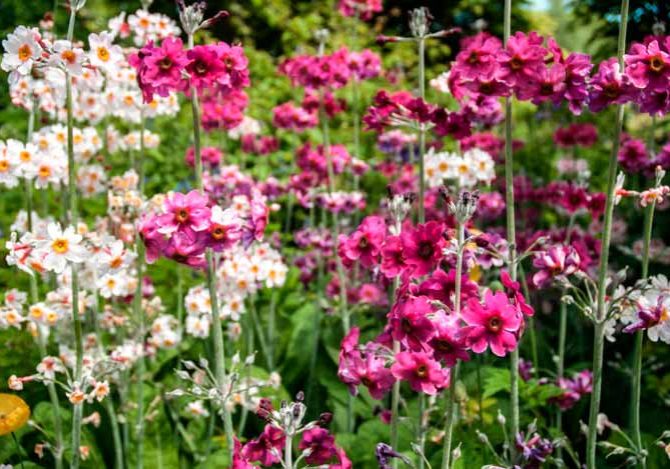 Candelabra Primula