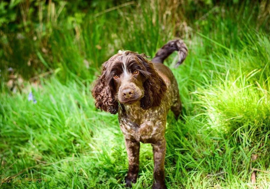 Woody by Jonathan Howarth