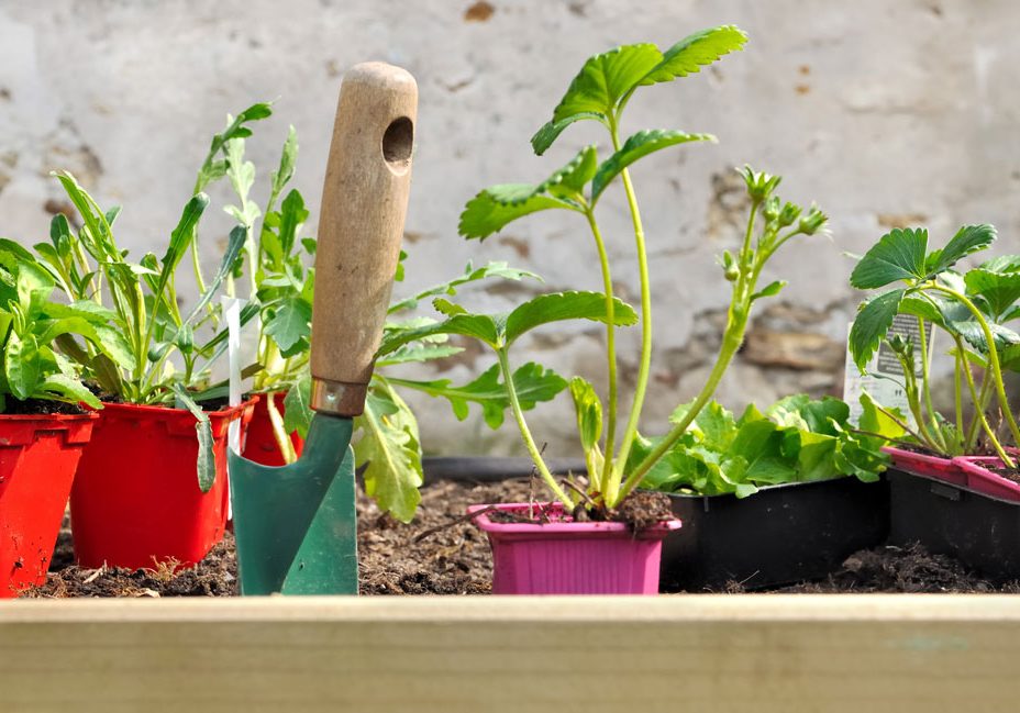 allotment tips