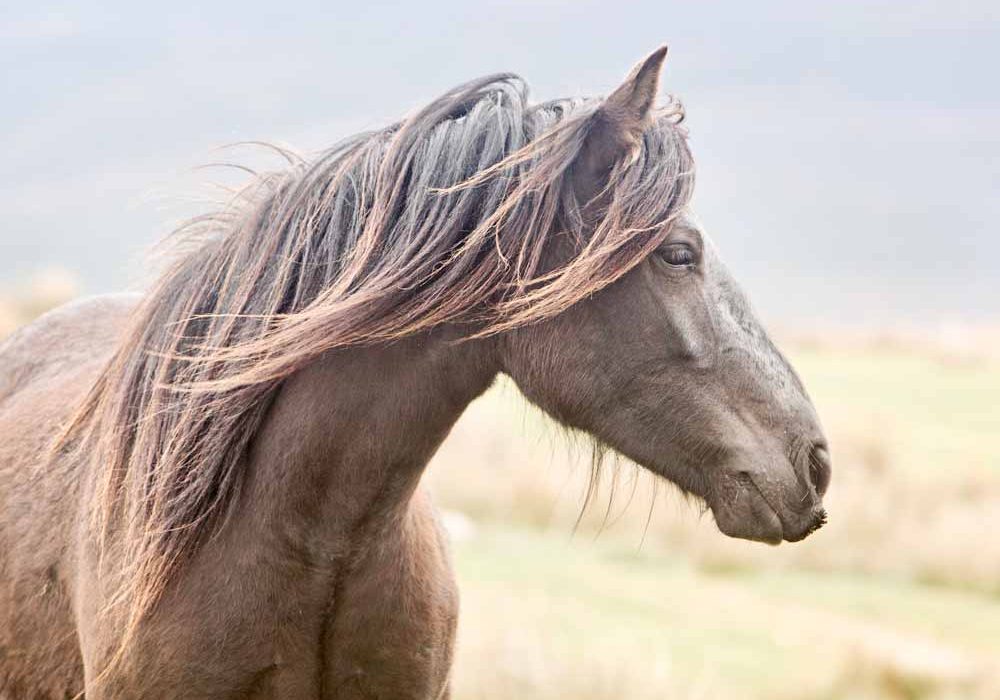 Equine photographer